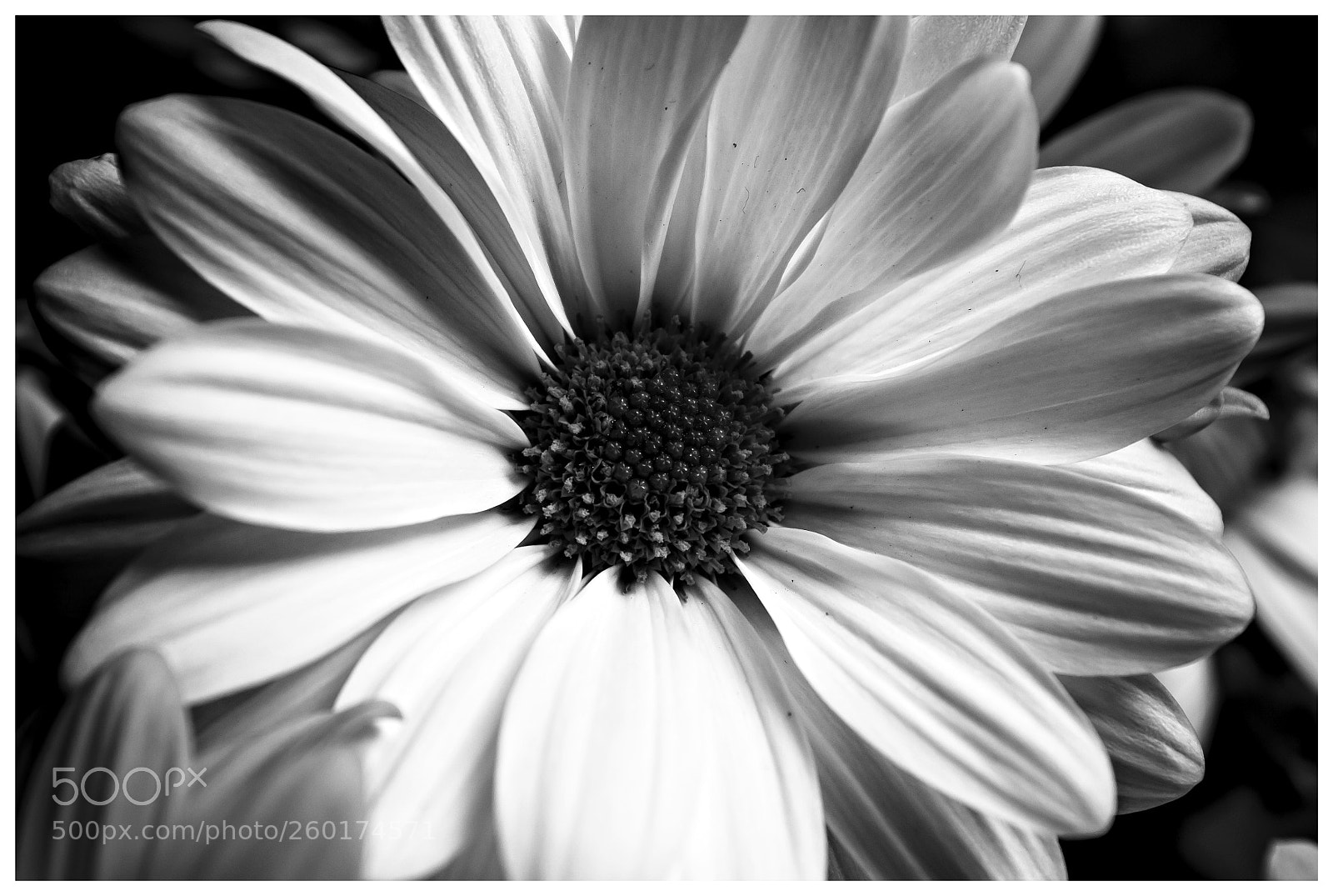 Nikon D300 sample photo. Macro photography