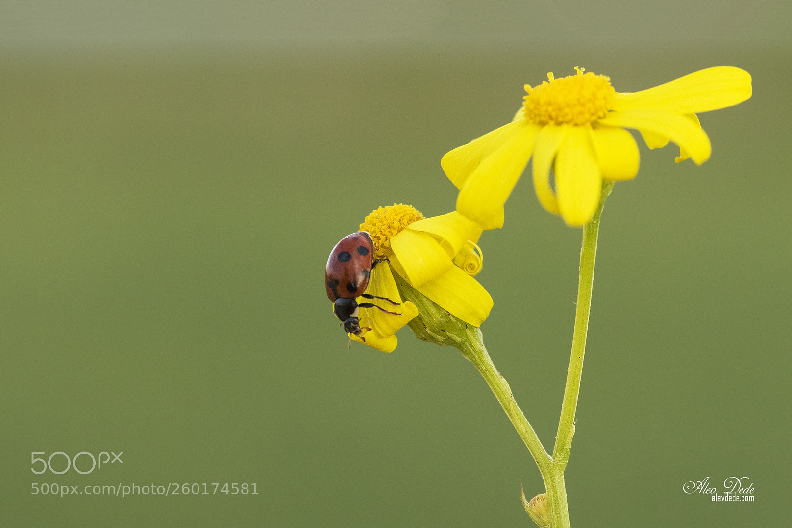 Canon EOS 7D Mark II sample photo. Ugur bocegi - coccinella photography