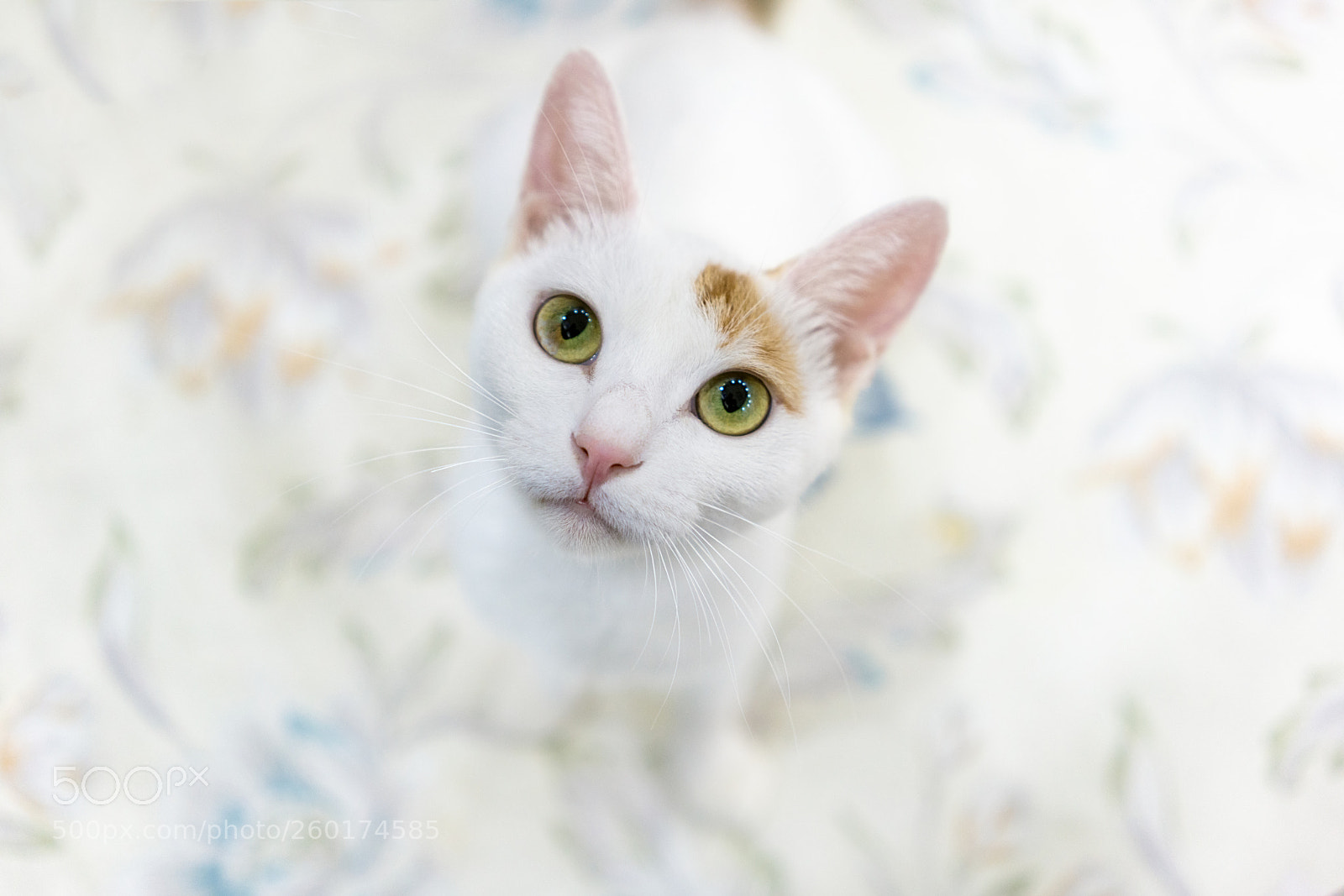Sony a7R II sample photo. Untitled photography