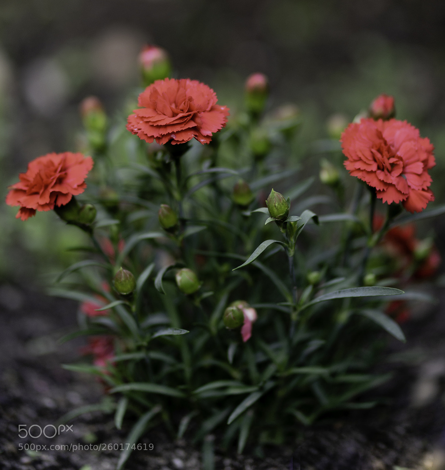 Sony a7 II sample photo. Red dianthus photography