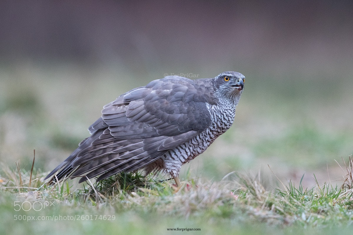 Canon EOS 7D Mark II sample photo. Goshawk photography