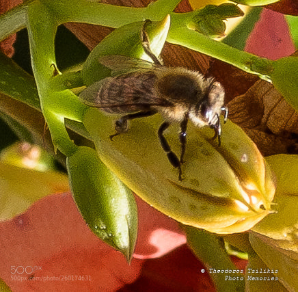 Nikon D7200 sample photo. Honeybee photography