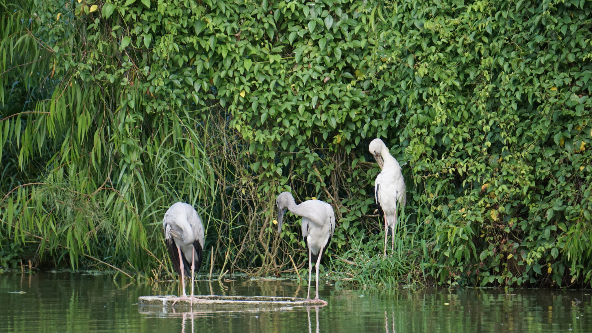 Sony E 55-210mm F4.5-6.3 OSS sample photo. Storks in thung nham photography