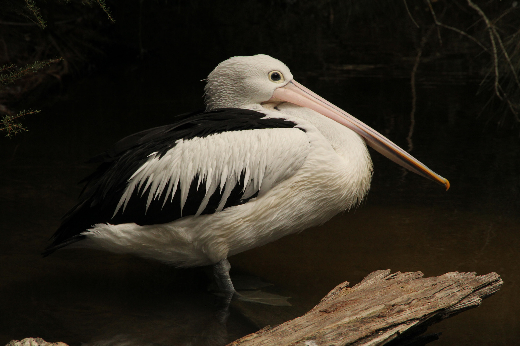Canon EOS 60D + Canon EF-S 15-85mm F3.5-5.6 IS USM sample photo. Pelican photography