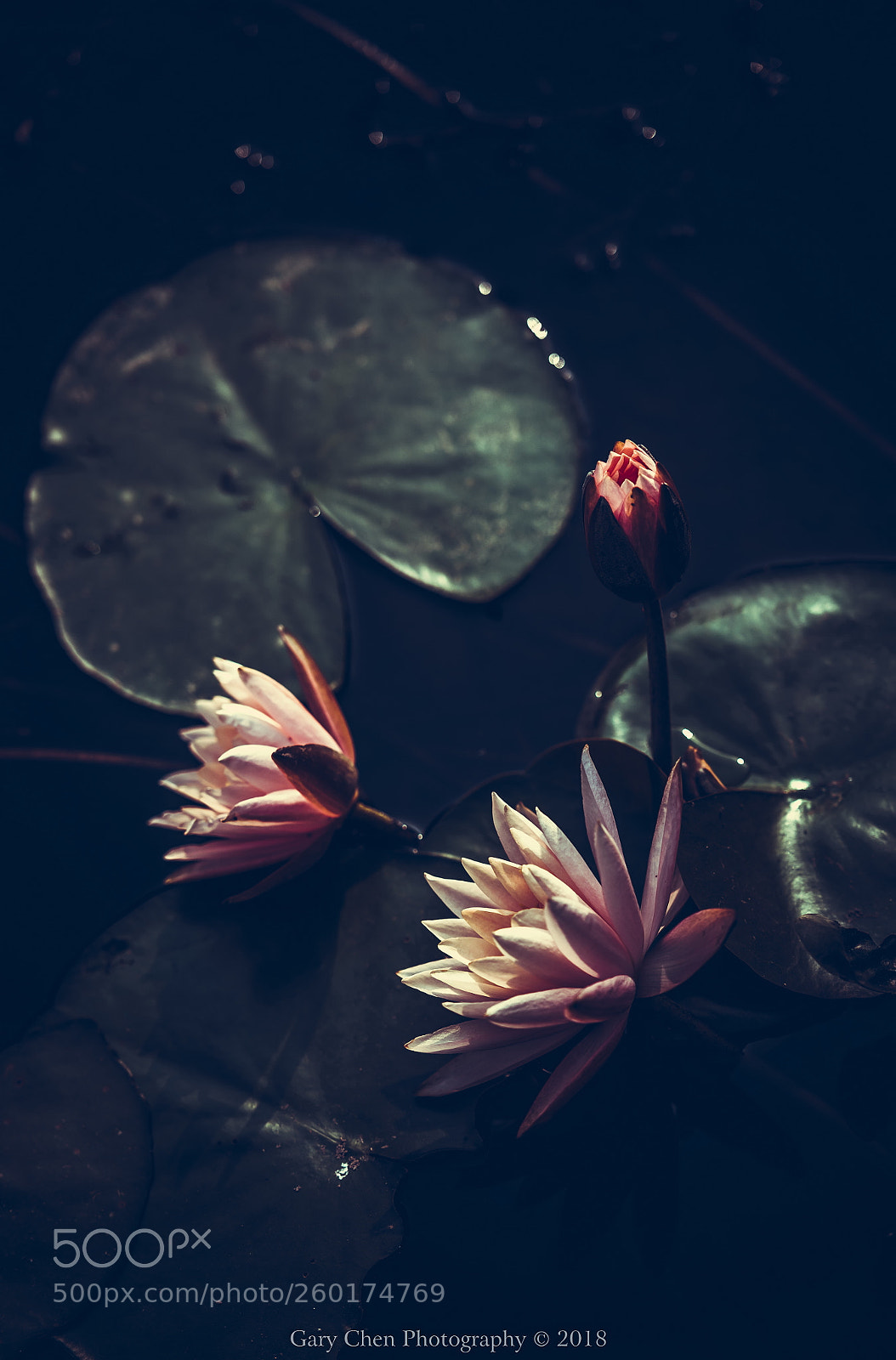 Nikon D810 sample photo. 睡莲 water lily photography