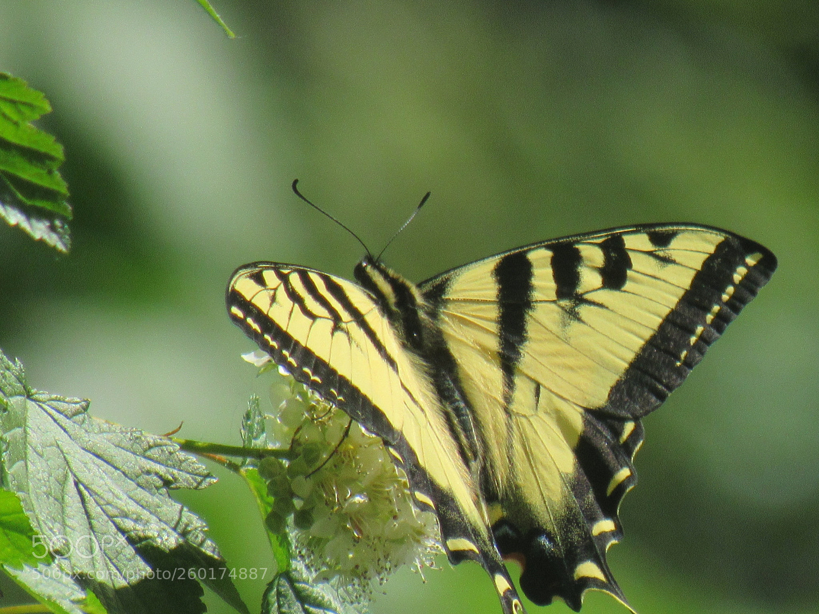Canon PowerShot SX530 HS sample photo. Metamorphosis photography