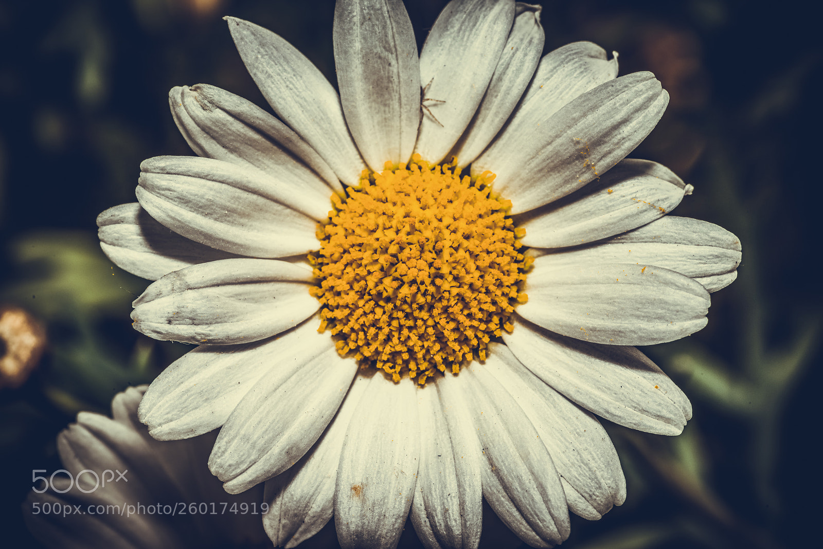Pentax K-1 sample photo. Daisy photography
