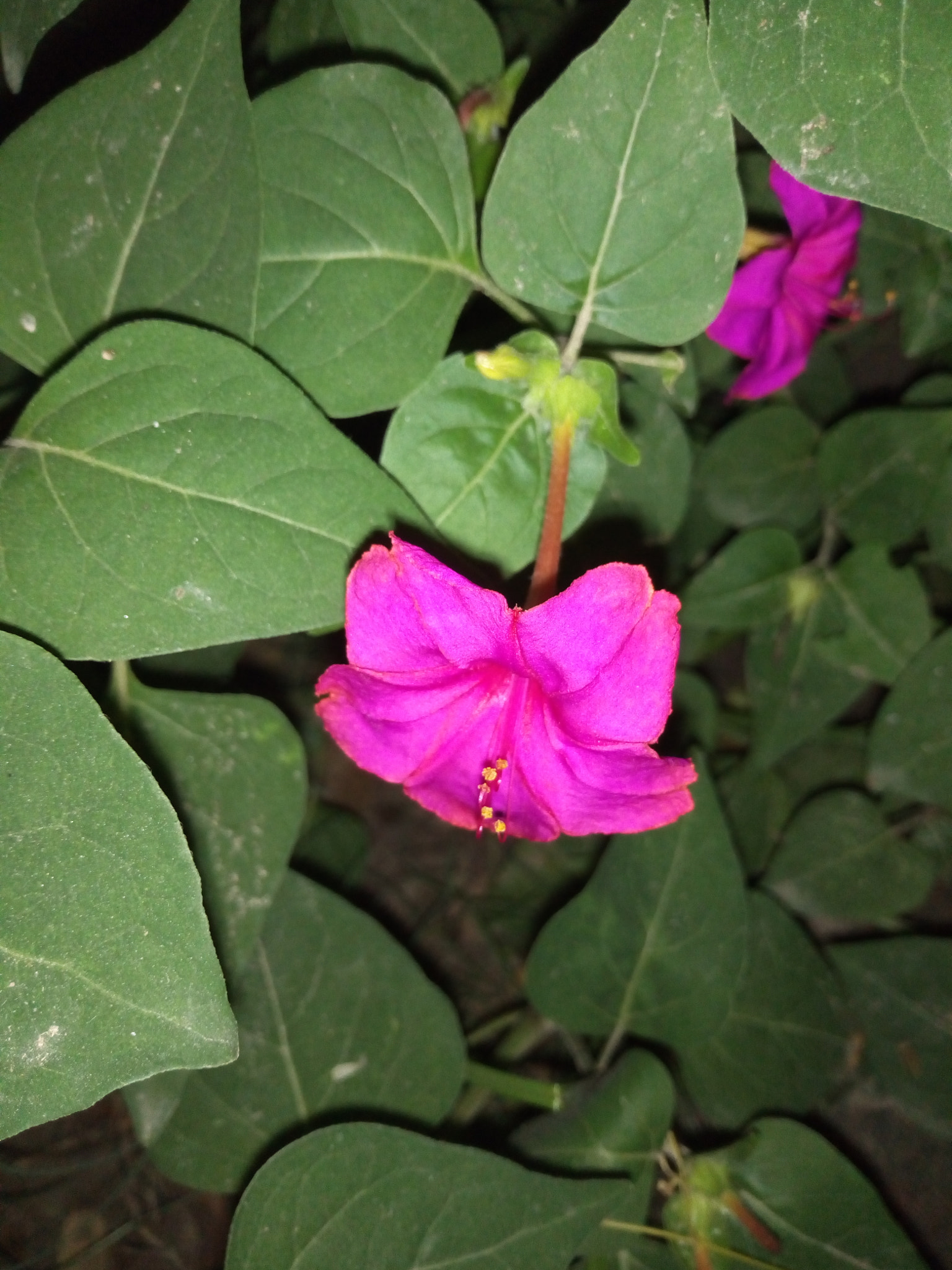 TECNO i5-Pro sample photo. Smiling photography