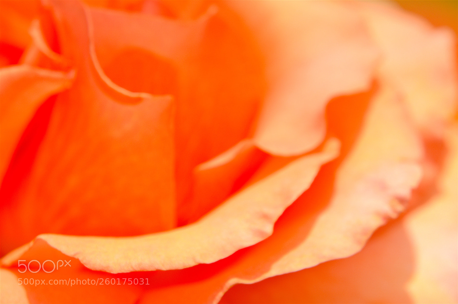 Nikon D3200 sample photo. Untitled photography