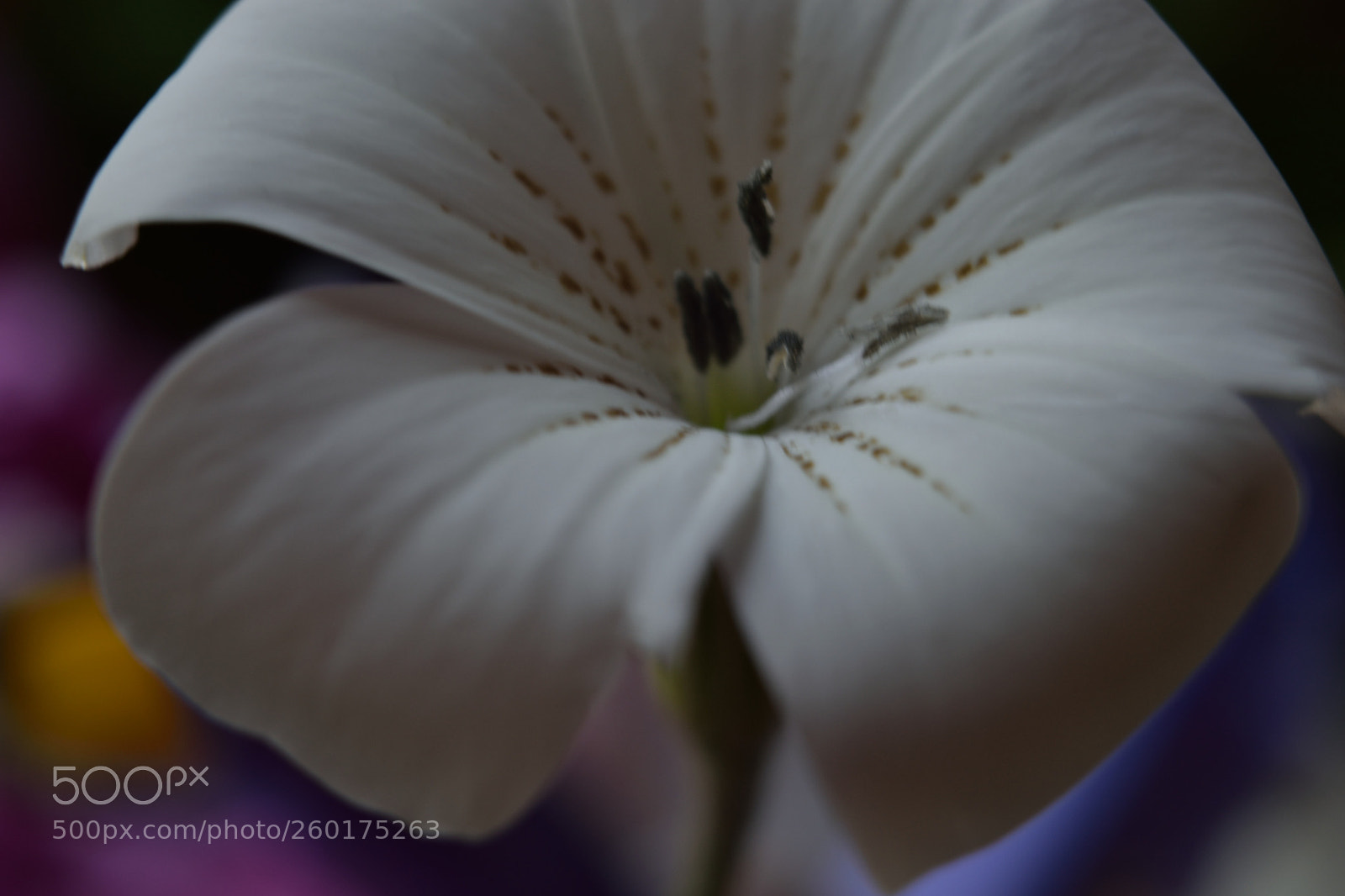 Nikon D3300 sample photo. Untitled photography