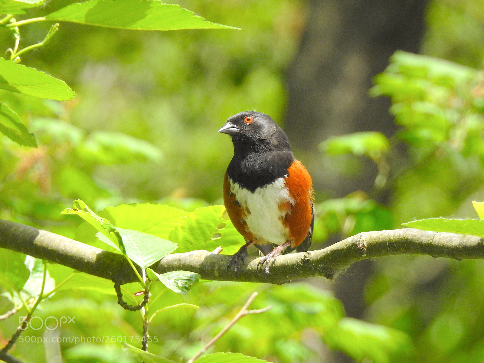 Nikon Coolpix P900 sample photo. Towhee photography