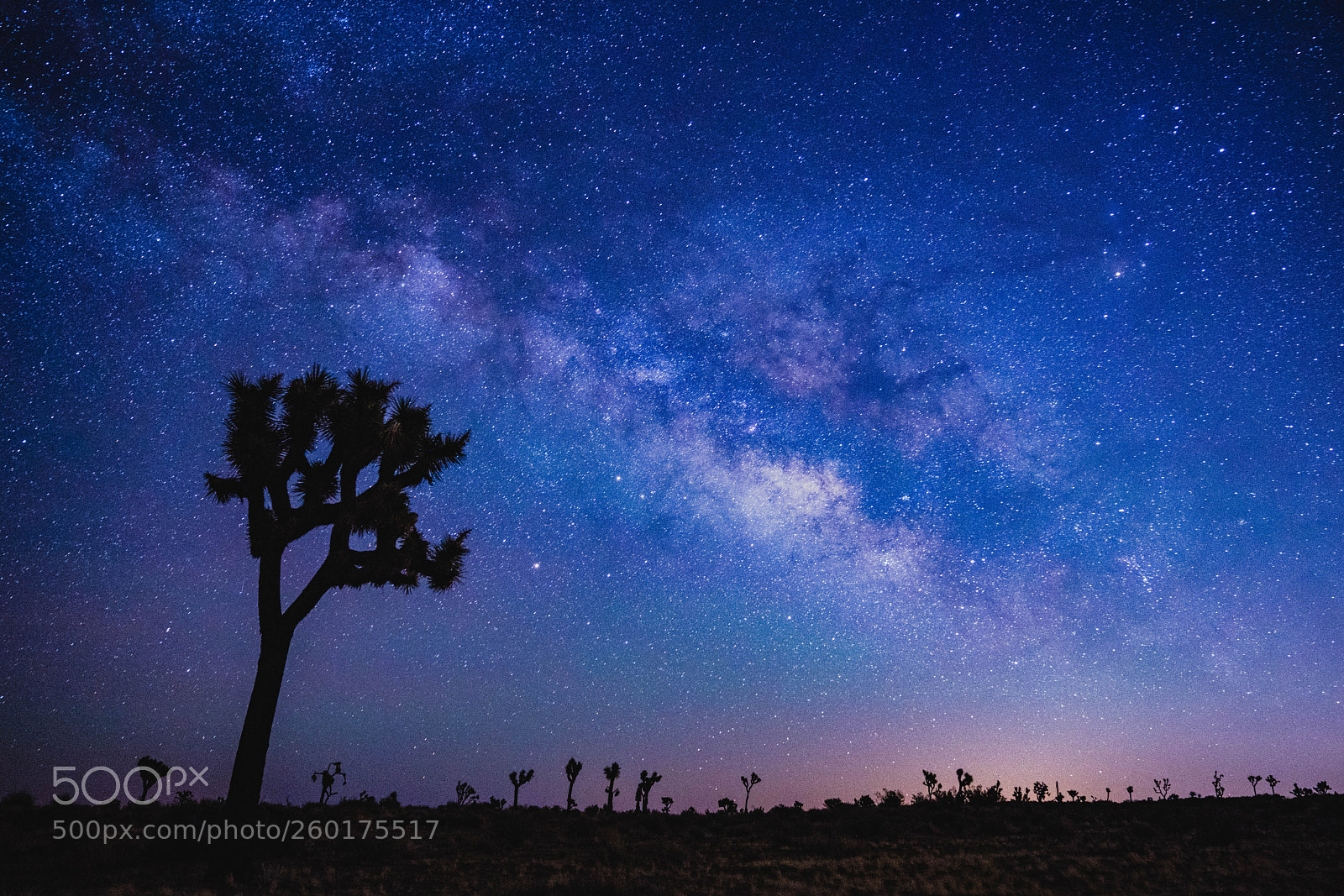 Sony a7R III sample photo. Milky way over joshua photography