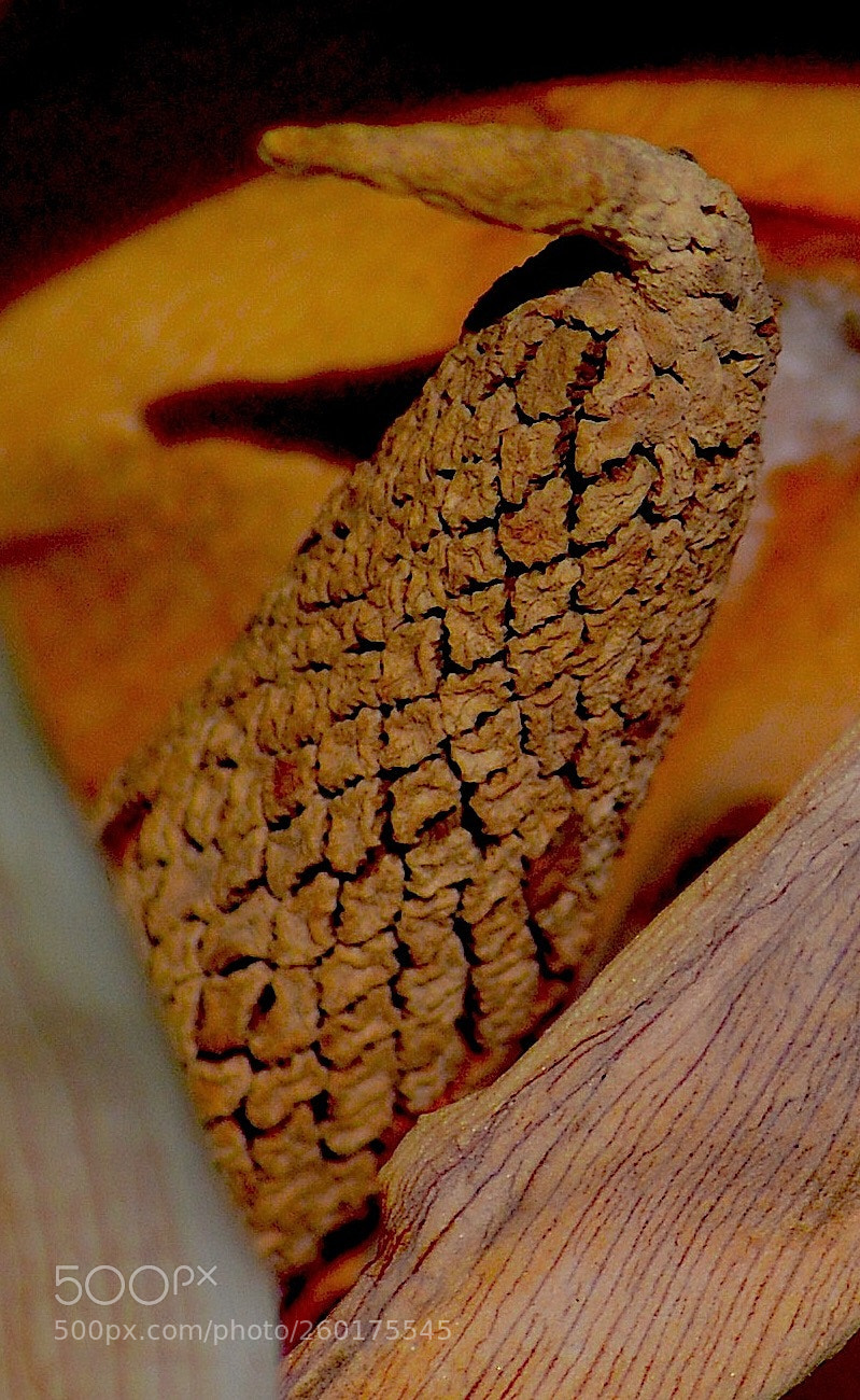 Nikon D3200 sample photo. Untitled photography