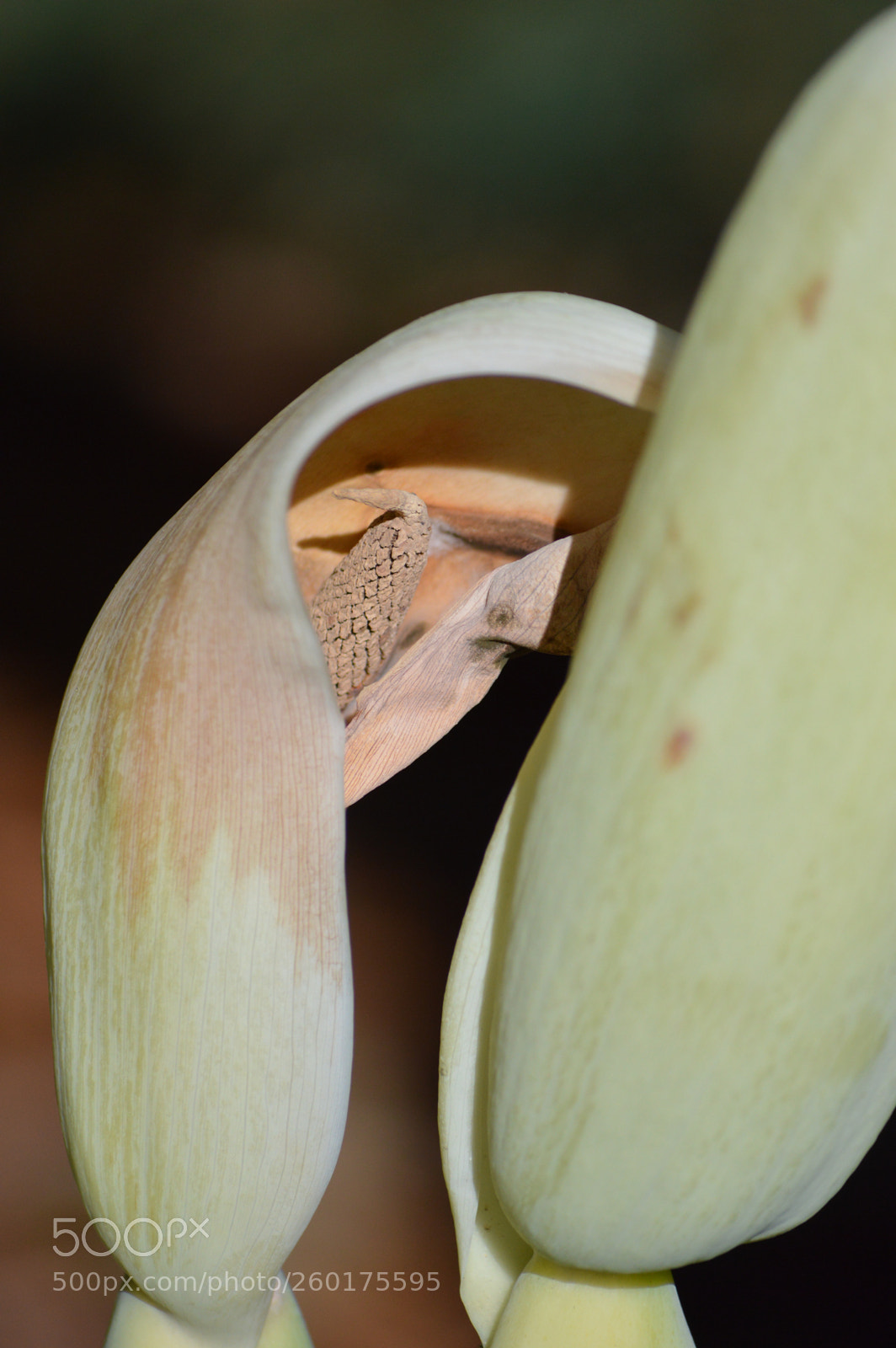 Nikon D3200 sample photo. Untitled photography