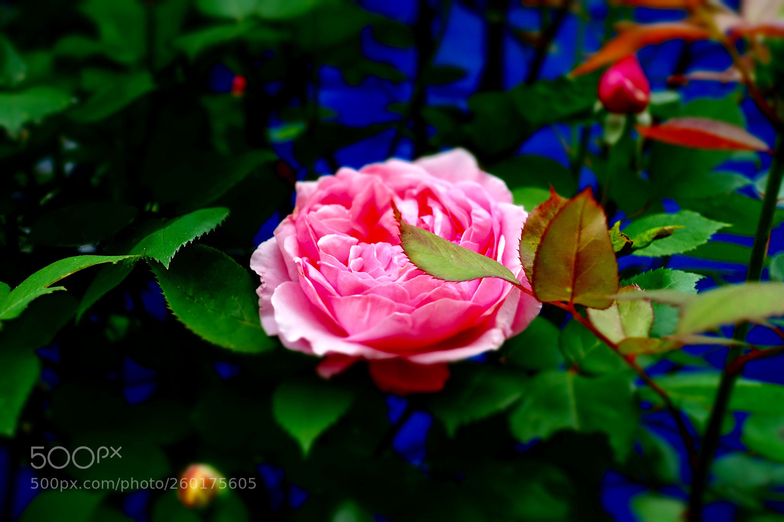 Sony Cyber-shot DSC-RX100 III sample photo. Untitled photography