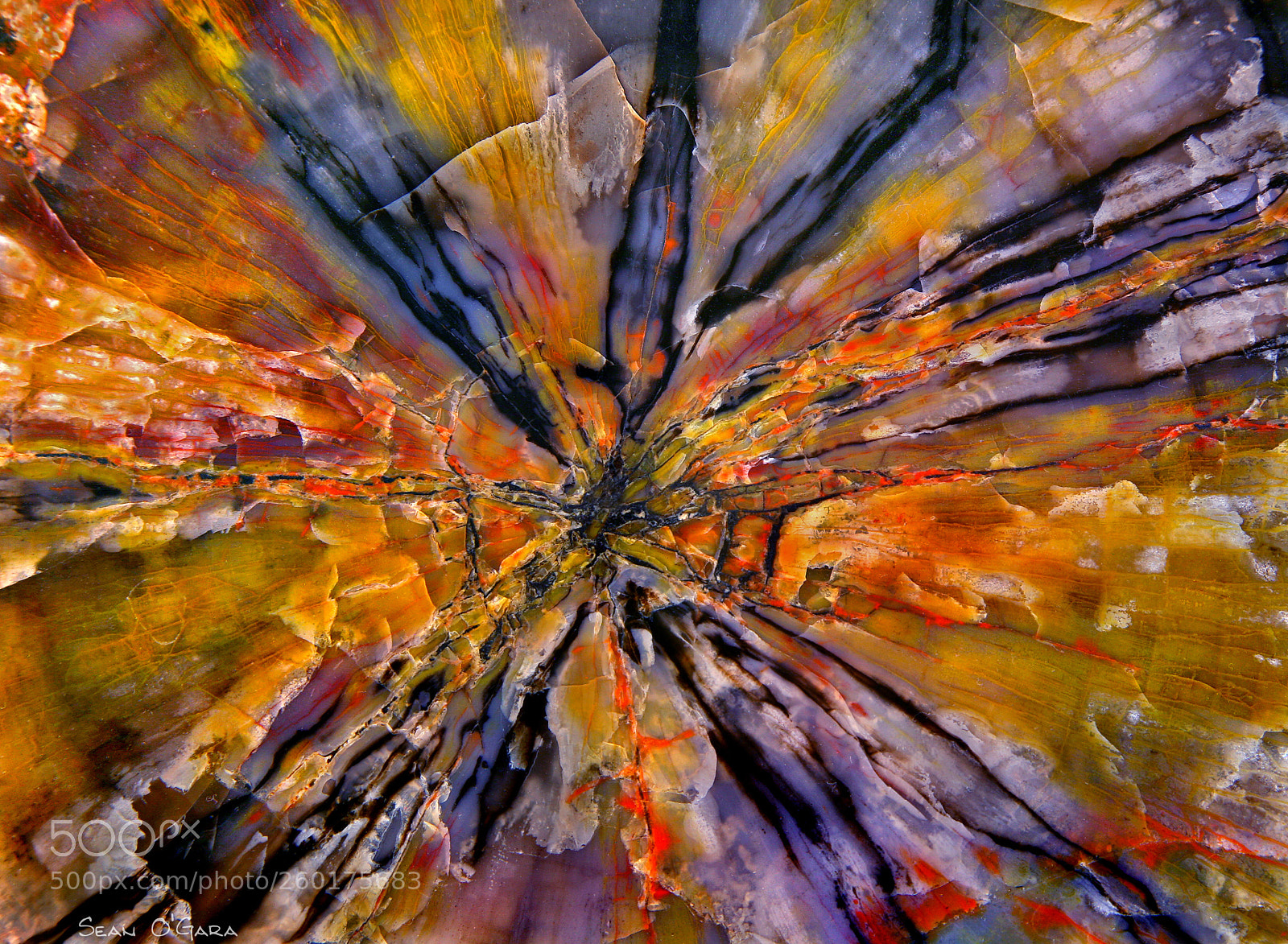 Canon EOS 5D sample photo. Petrified wood arizona corrected photography