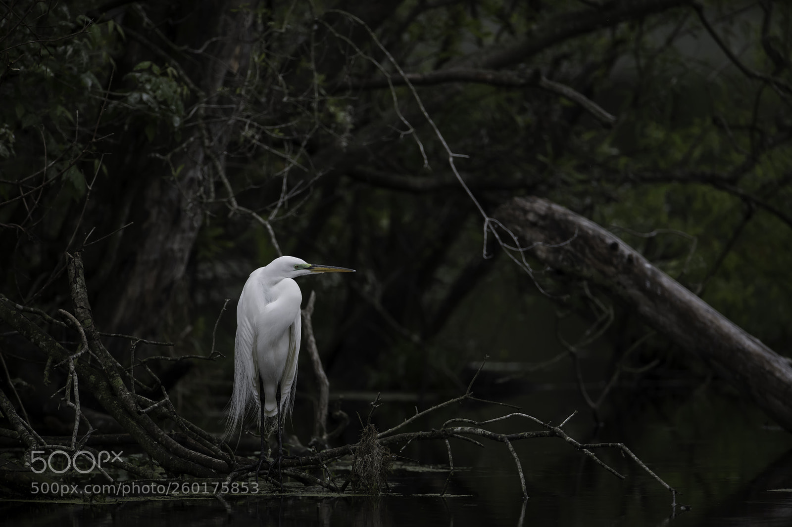 Nikon D850 sample photo. An egret forlorn... photography