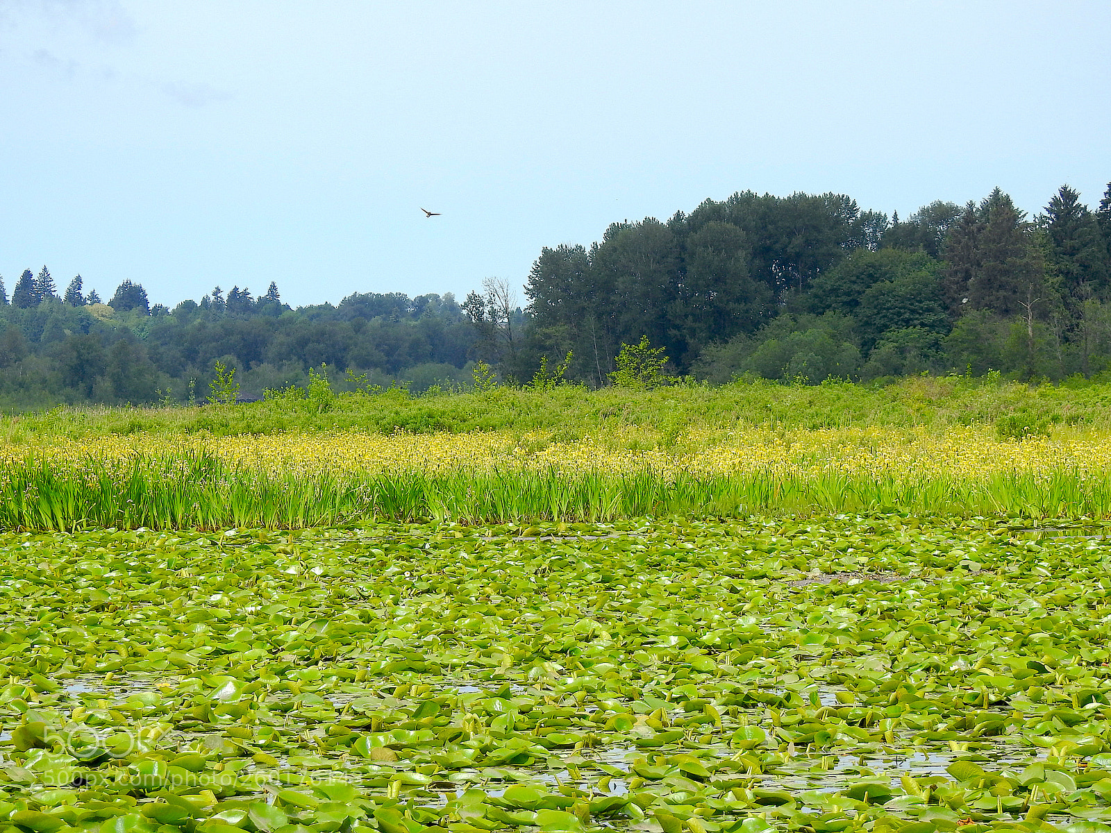 Nikon Coolpix P900 sample photo. Burnaby lake photography