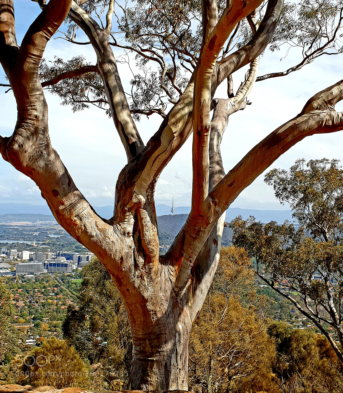 Samsung Galaxy S9 sample photo. Tree with a view photography
