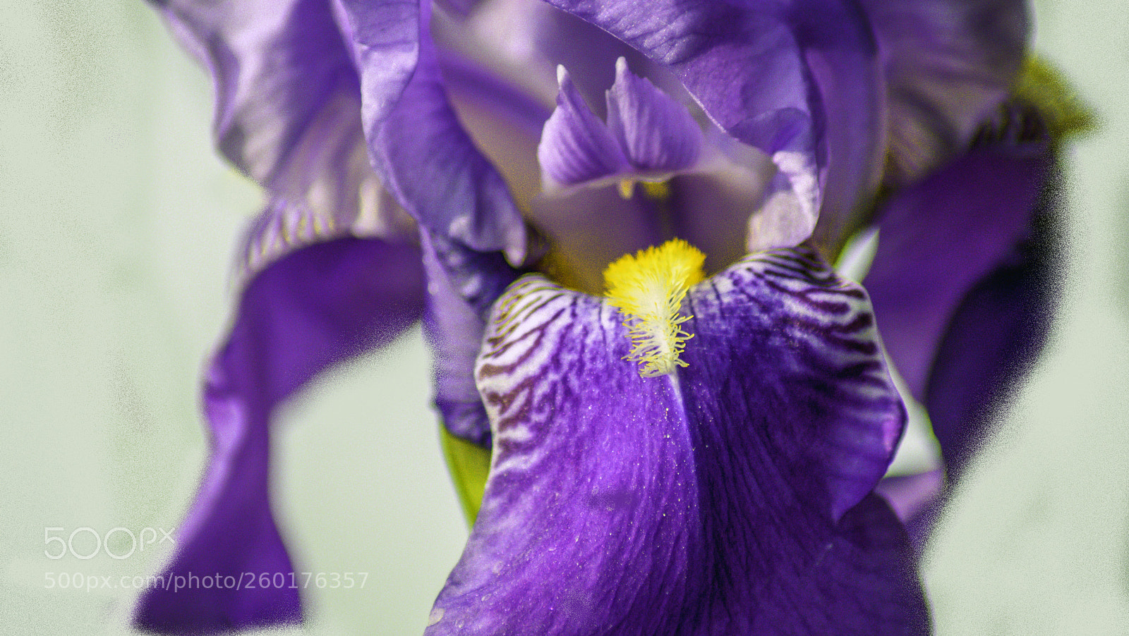 Nikon D3400 sample photo. Purple lillies photography