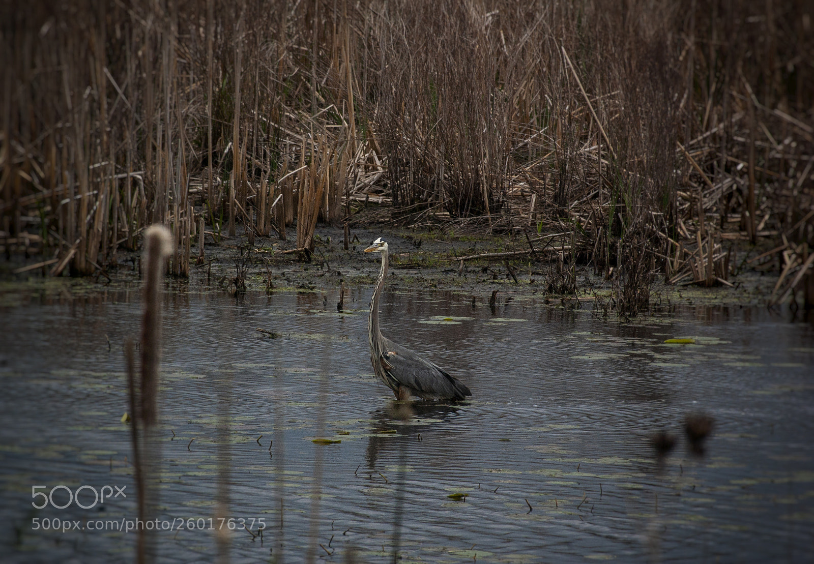 Nikon D40 sample photo. In the marsh photography