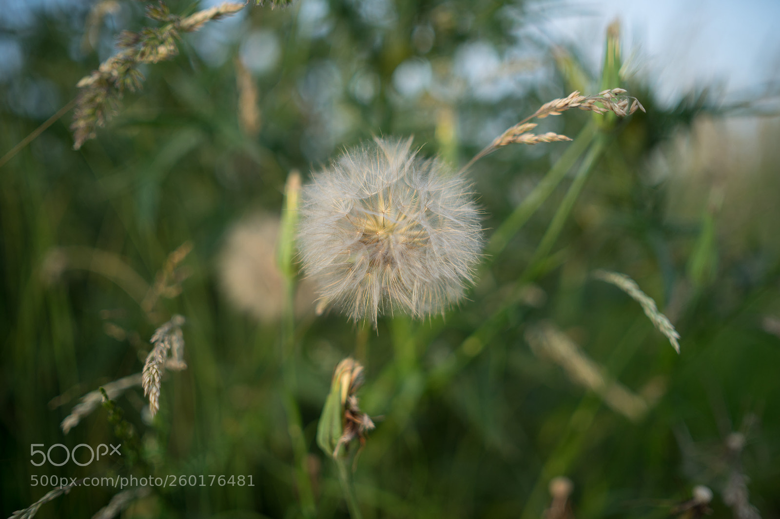 Sony a7 II sample photo. Dandelion photography