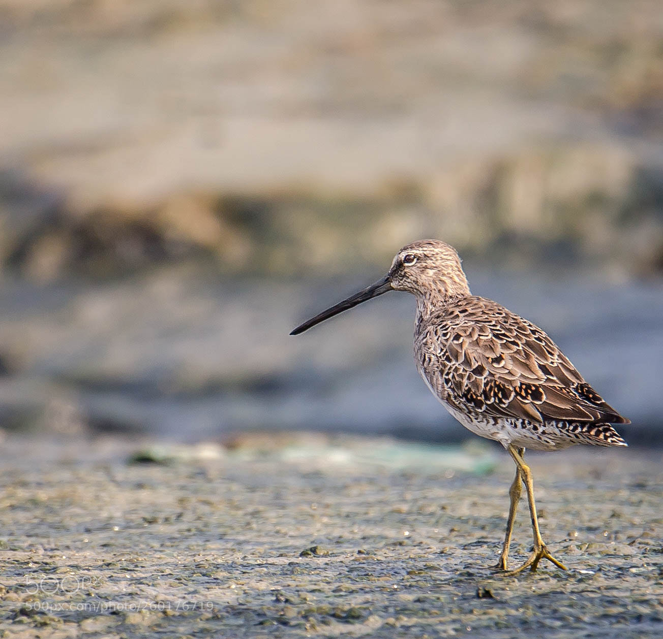 Canon EOS 6D sample photo. Long billed dowitcher photography