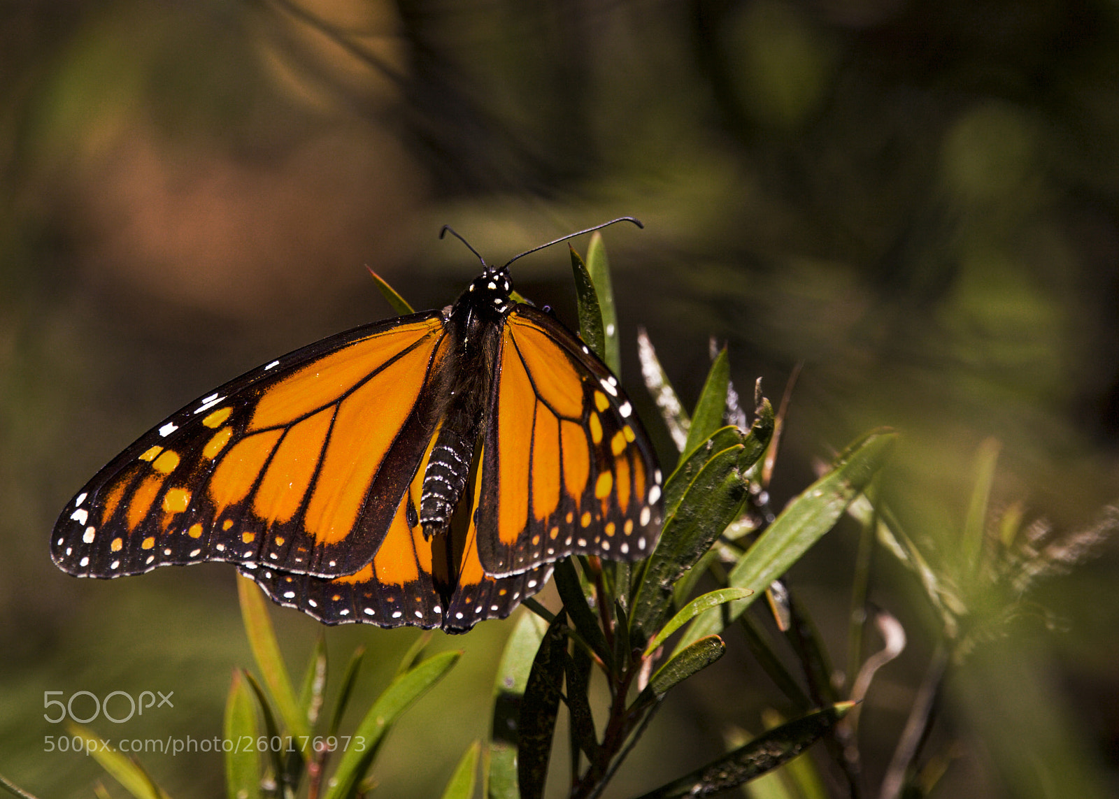 Canon EOS 5D Mark II sample photo. Monarch butterfly photography