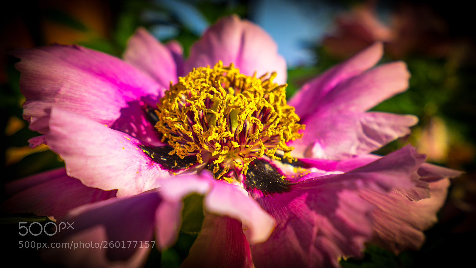 Sony a7R sample photo. Pink flower - peony photography
