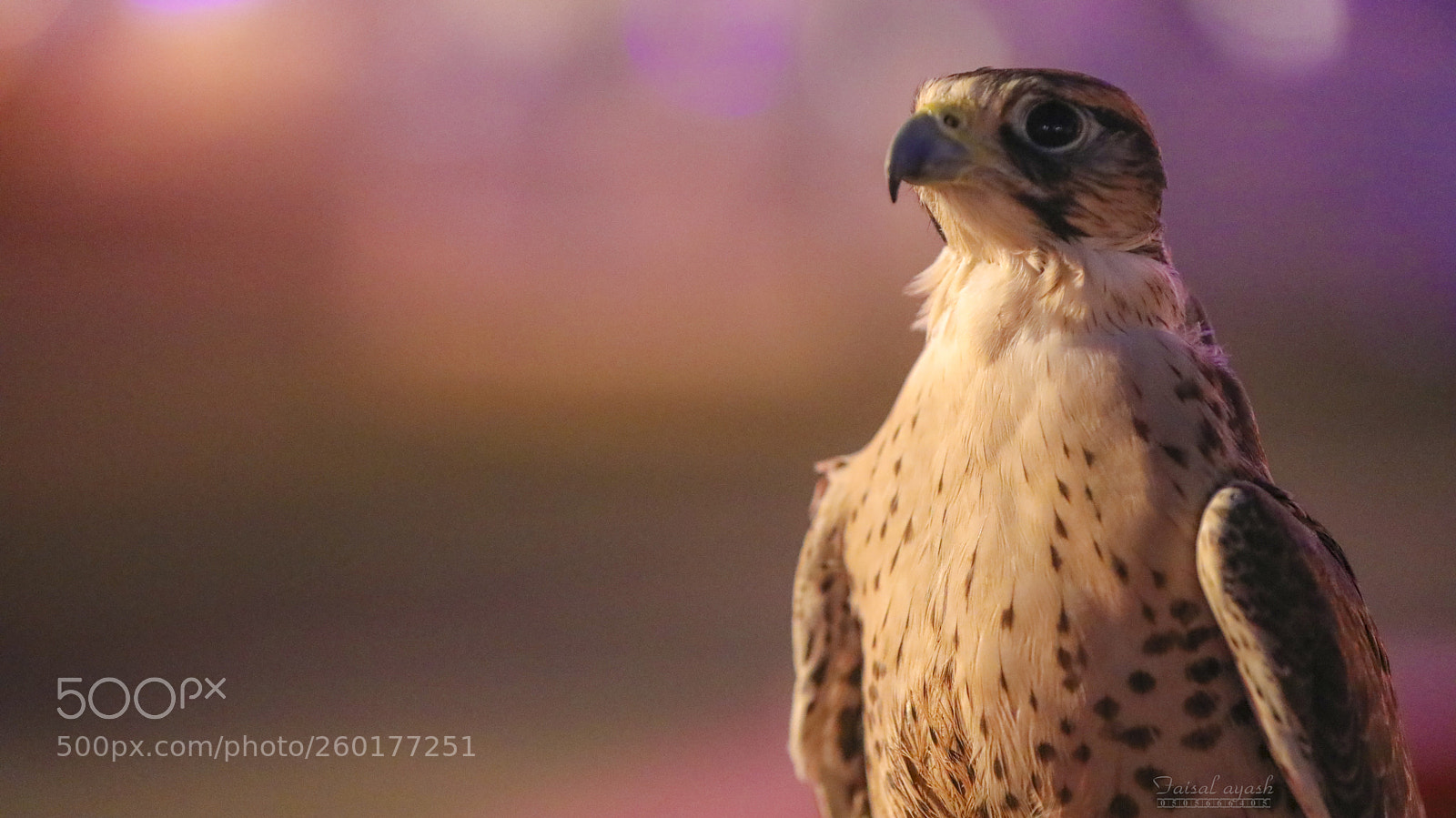 Canon EOS 5D Mark IV sample photo. Copy copy photography