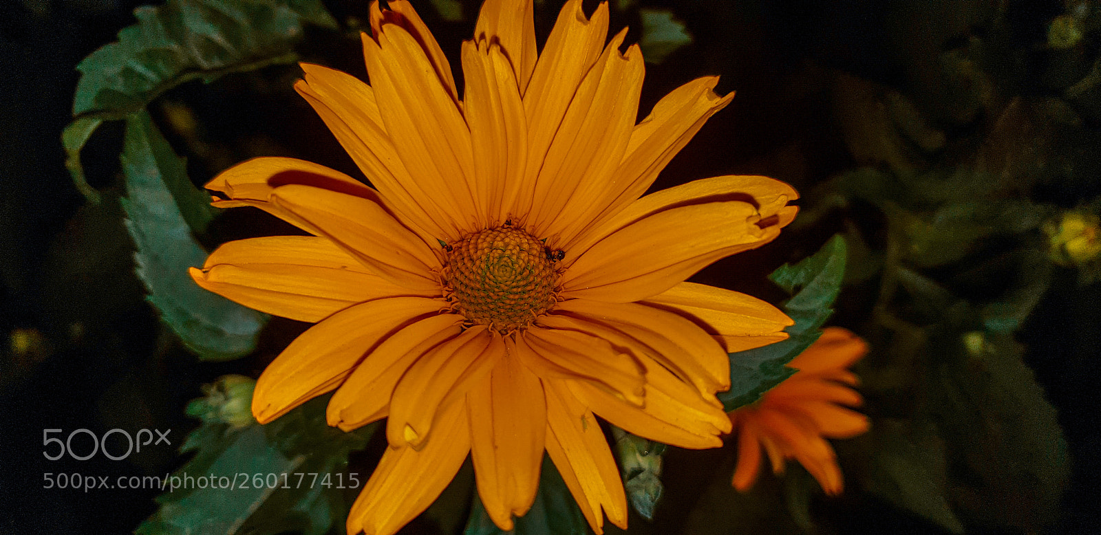 Samsung Galaxy S9+ sample photo. Untitled photography