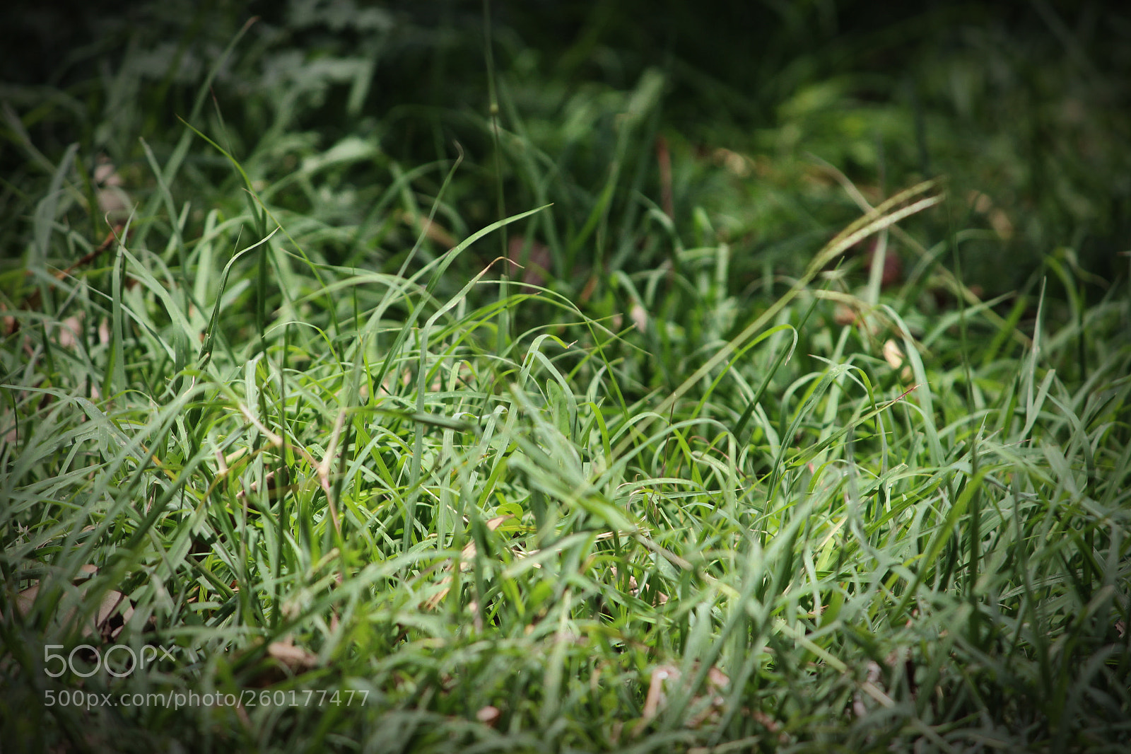 Canon EOS 700D (EOS Rebel T5i / EOS Kiss X7i) sample photo. Img photography
