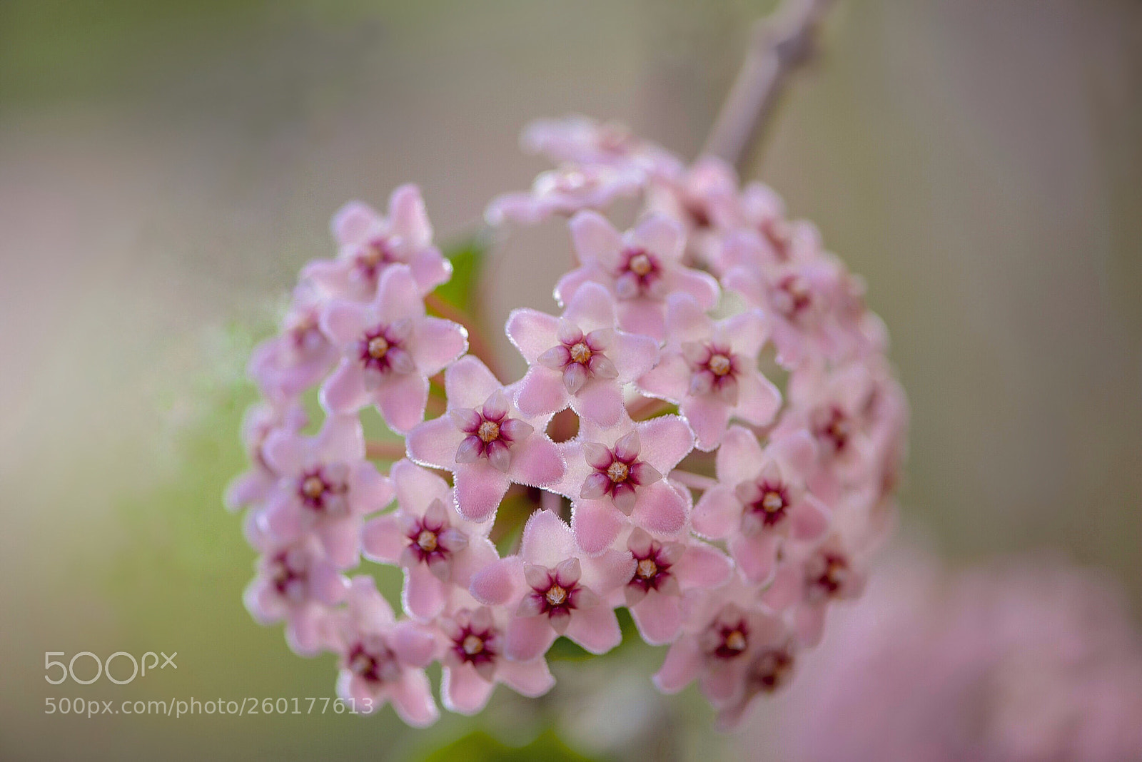 Nikon D610 sample photo. Hoya carnosa  photography