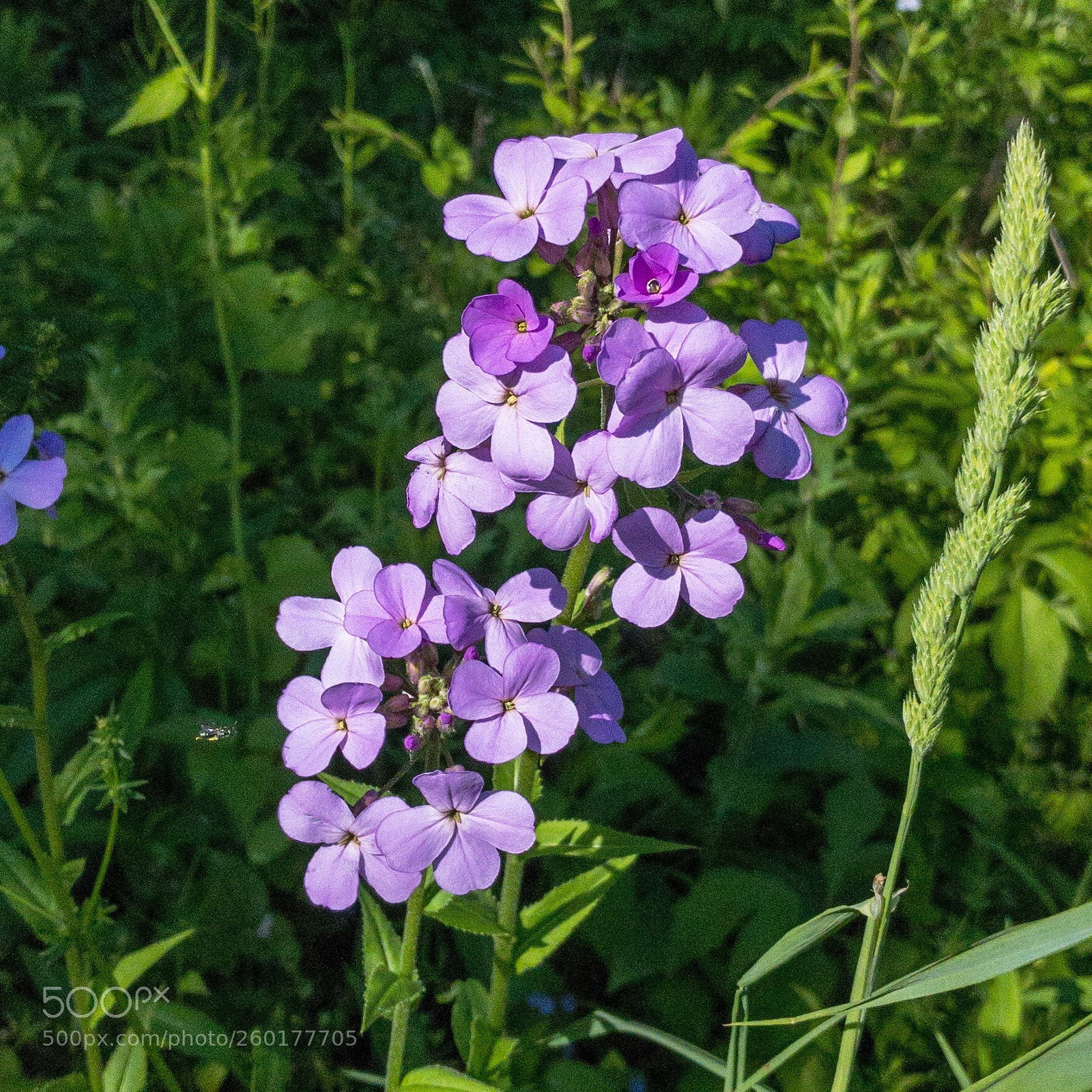 Apple iPhone 7 sample photo. Wildflowers photography