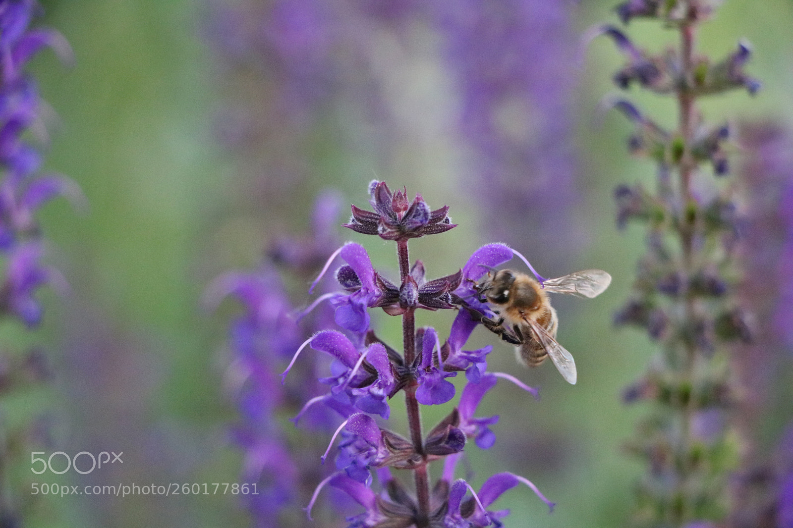 Canon EOS 750D (EOS Rebel T6i / EOS Kiss X8i) sample photo. Nature’s work photography