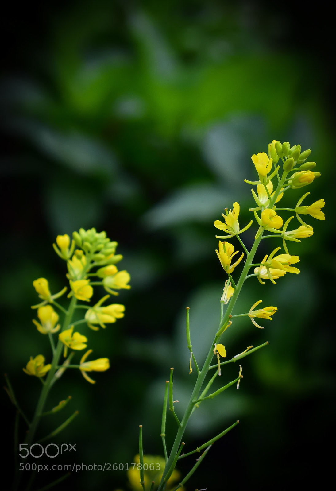 Nikon D3300 sample photo. The mustard flowers photography