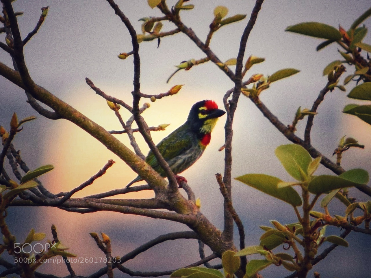 Nikon D3300 sample photo. Coppersmith barbet photography