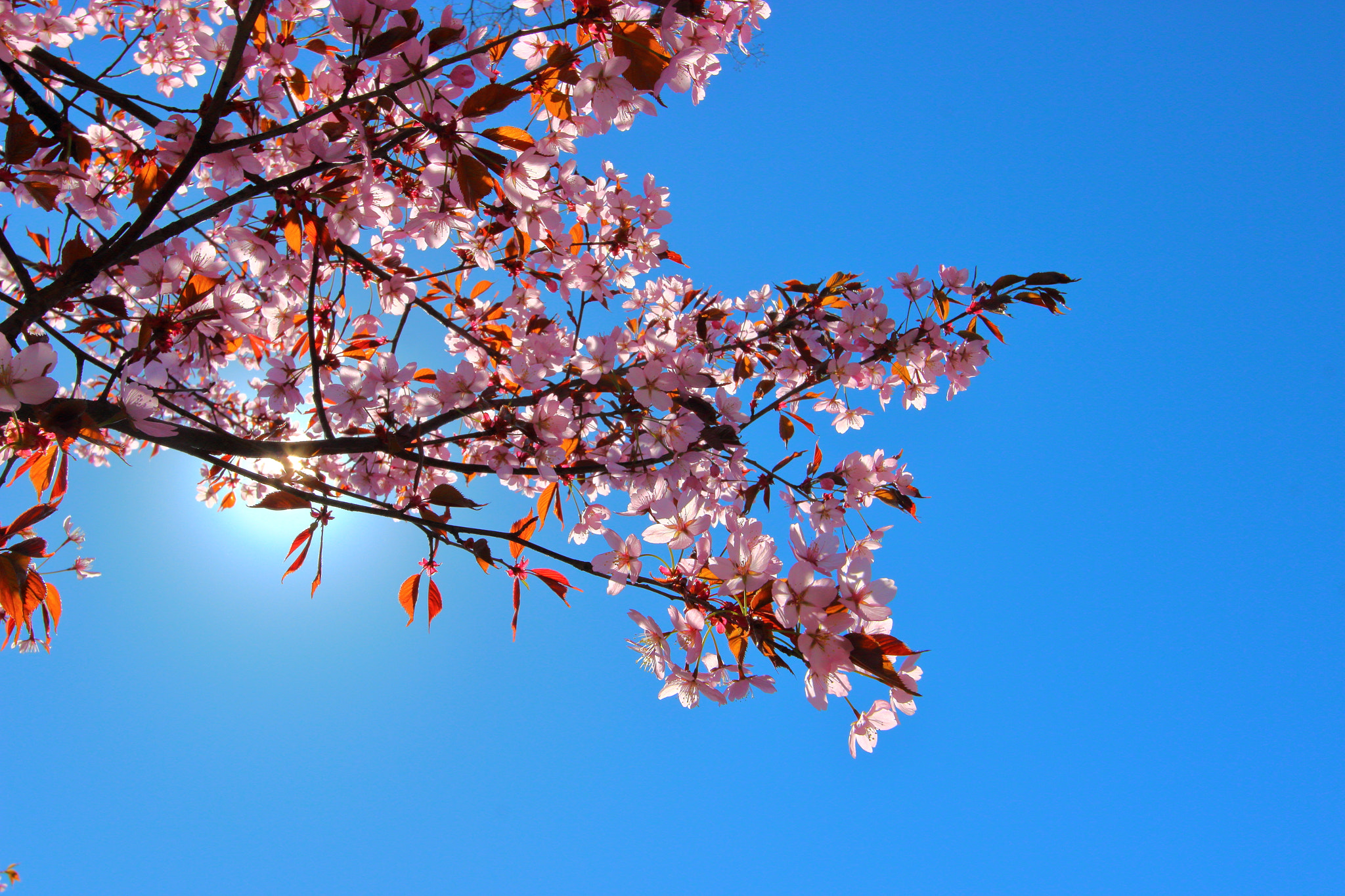 Canon EOS 600D (Rebel EOS T3i / EOS Kiss X5) sample photo. Cherry blossom in turku photography