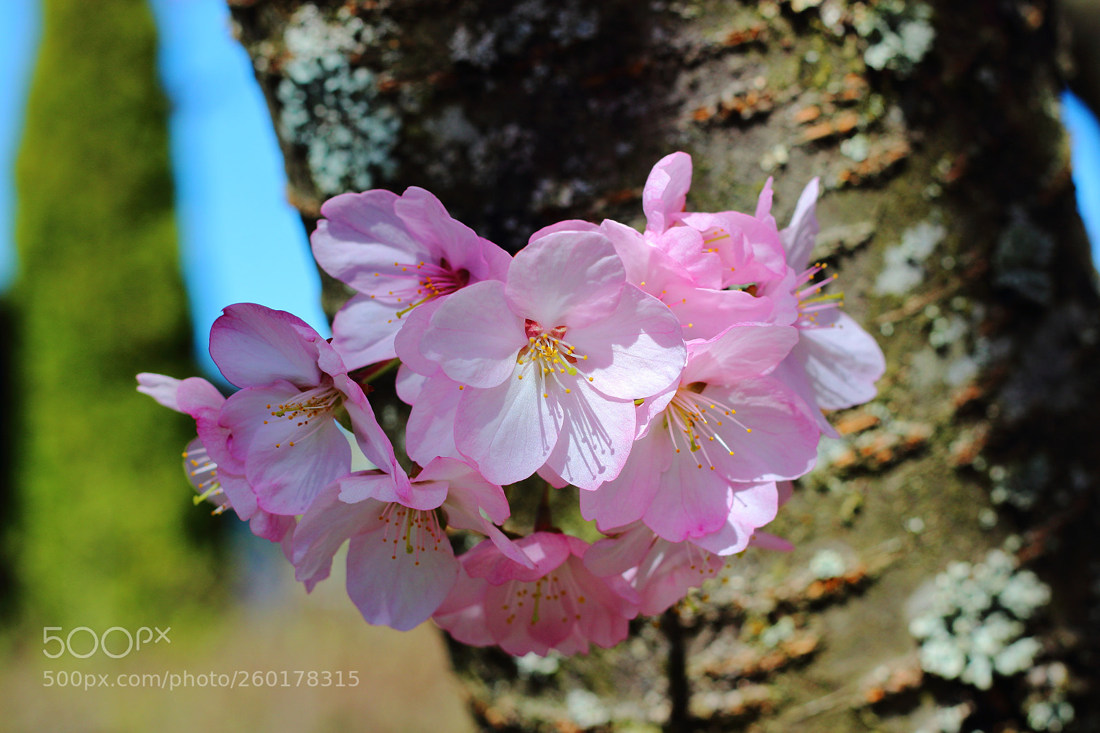 Canon EOS 600D (Rebel EOS T3i / EOS Kiss X5) + Canon EF 50mm F1.8 STM sample photo. Cherry blossom in turku photography