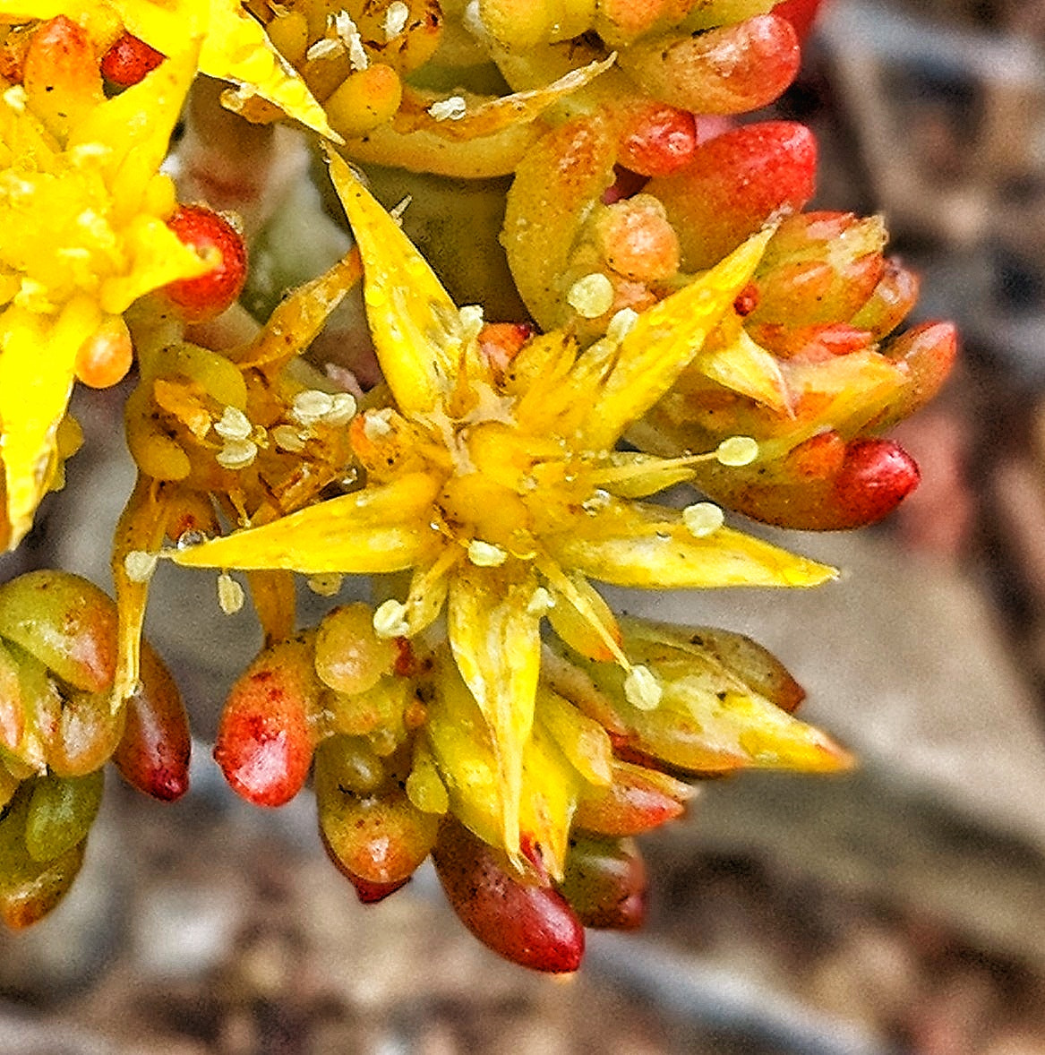 Google Pixel 2 XL sample photo