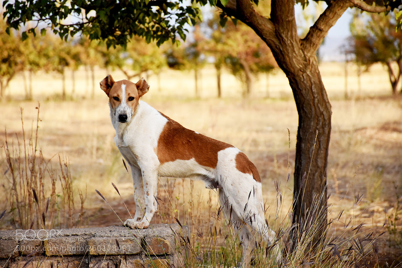 Nikon D7200 sample photo. Parade of the dog photography