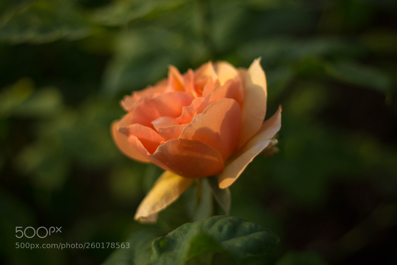 Canon EOS 6D sample photo. Untitled photography