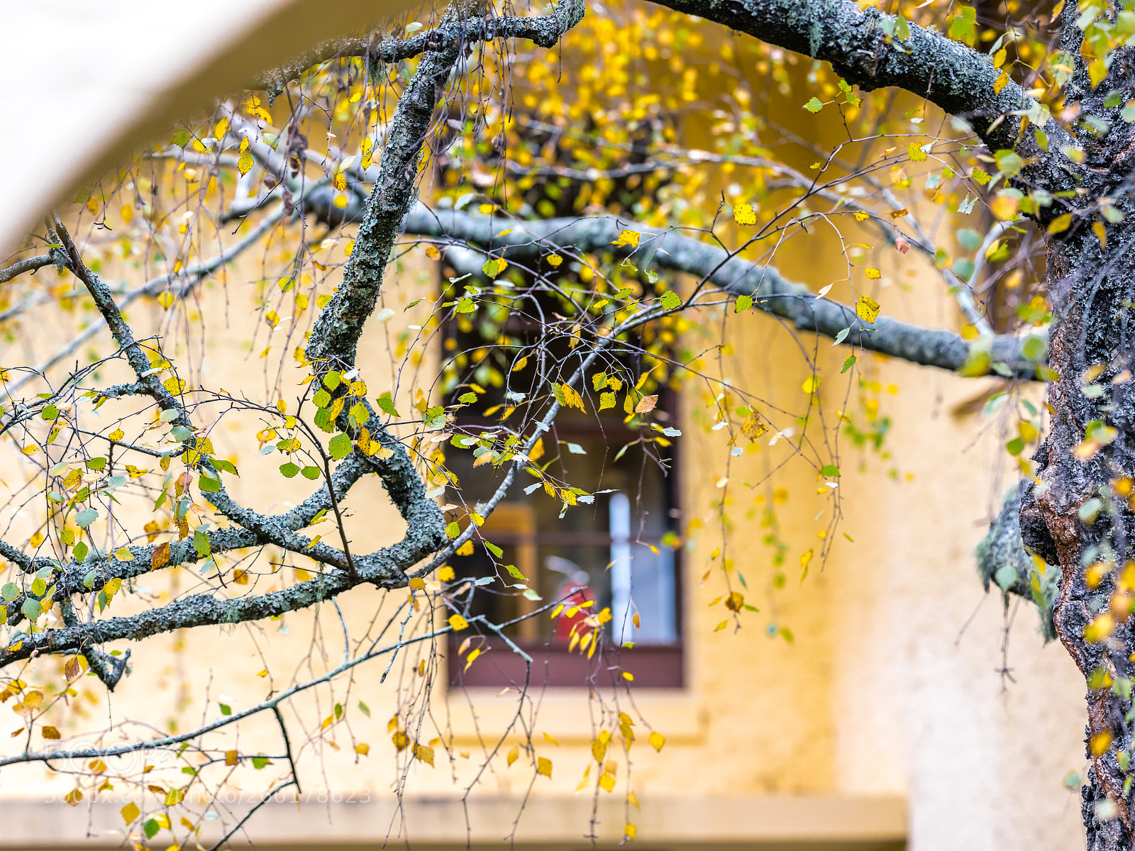 Canon EOS 5DS R sample photo. Bluemt leura photography