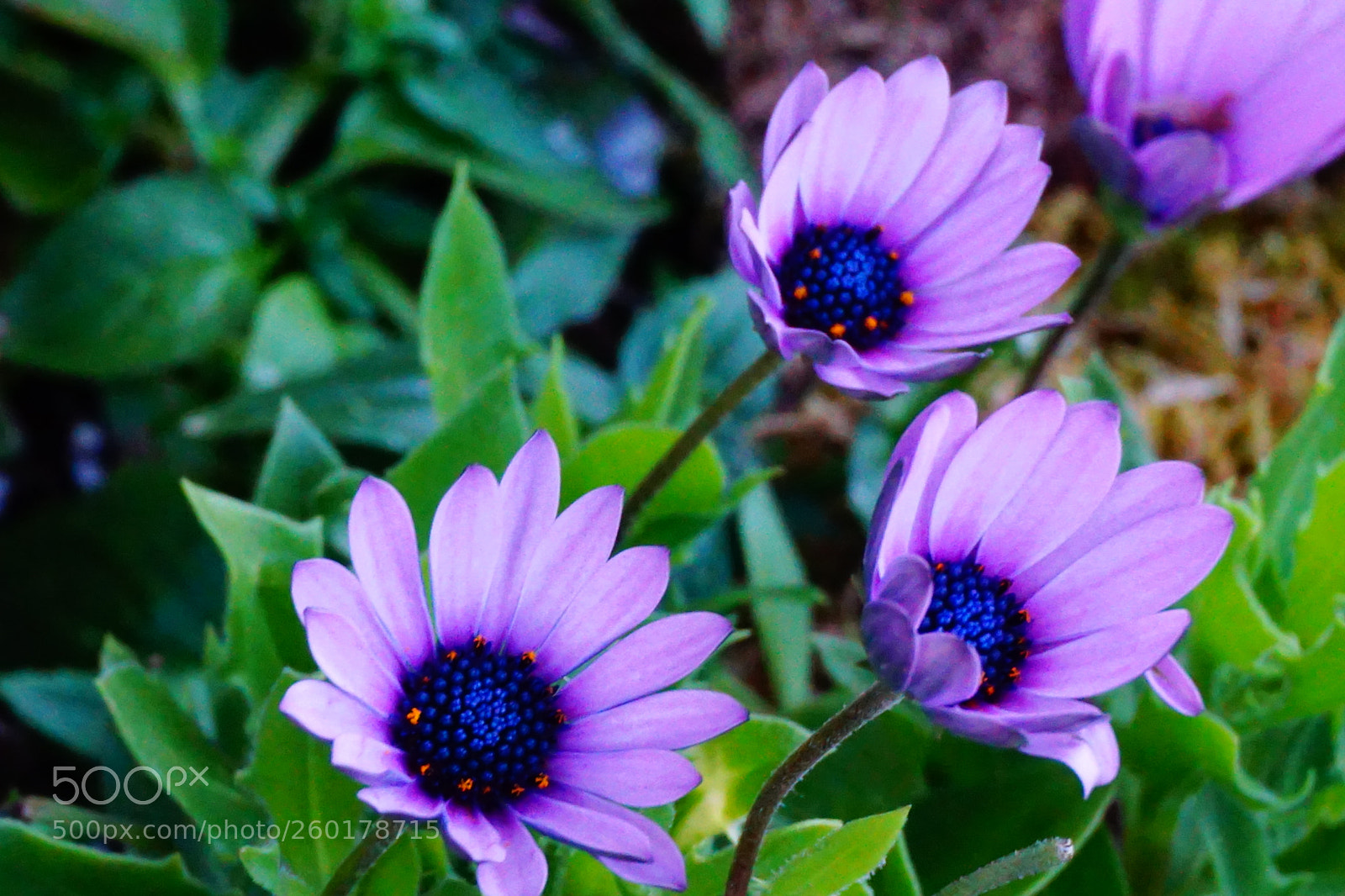 Sony a6000 sample photo. Flower photography