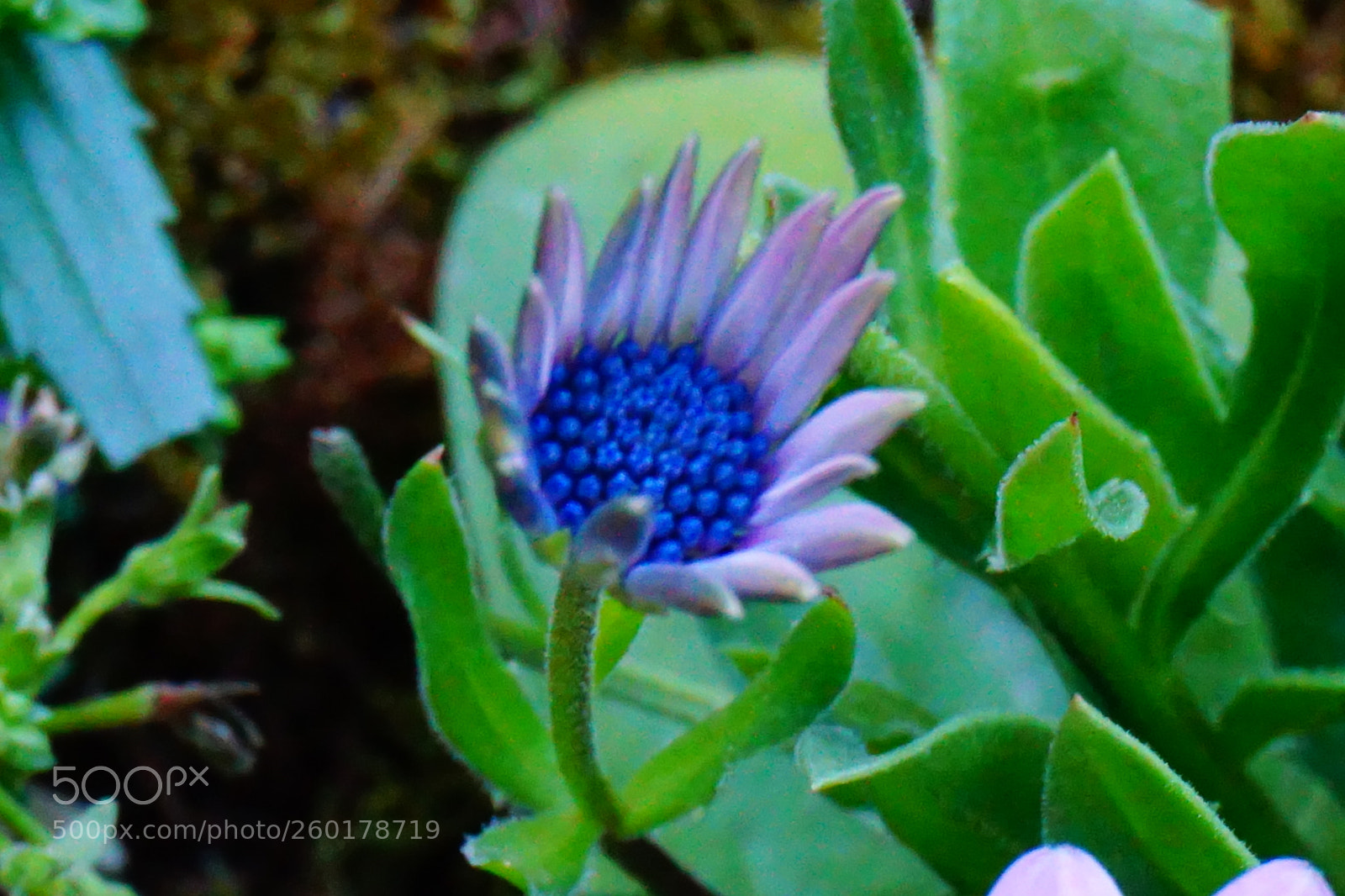 Sony a6000 sample photo. Flower photography