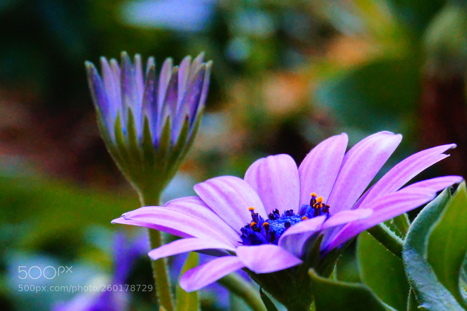 Sony a6000 sample photo. Flower photography