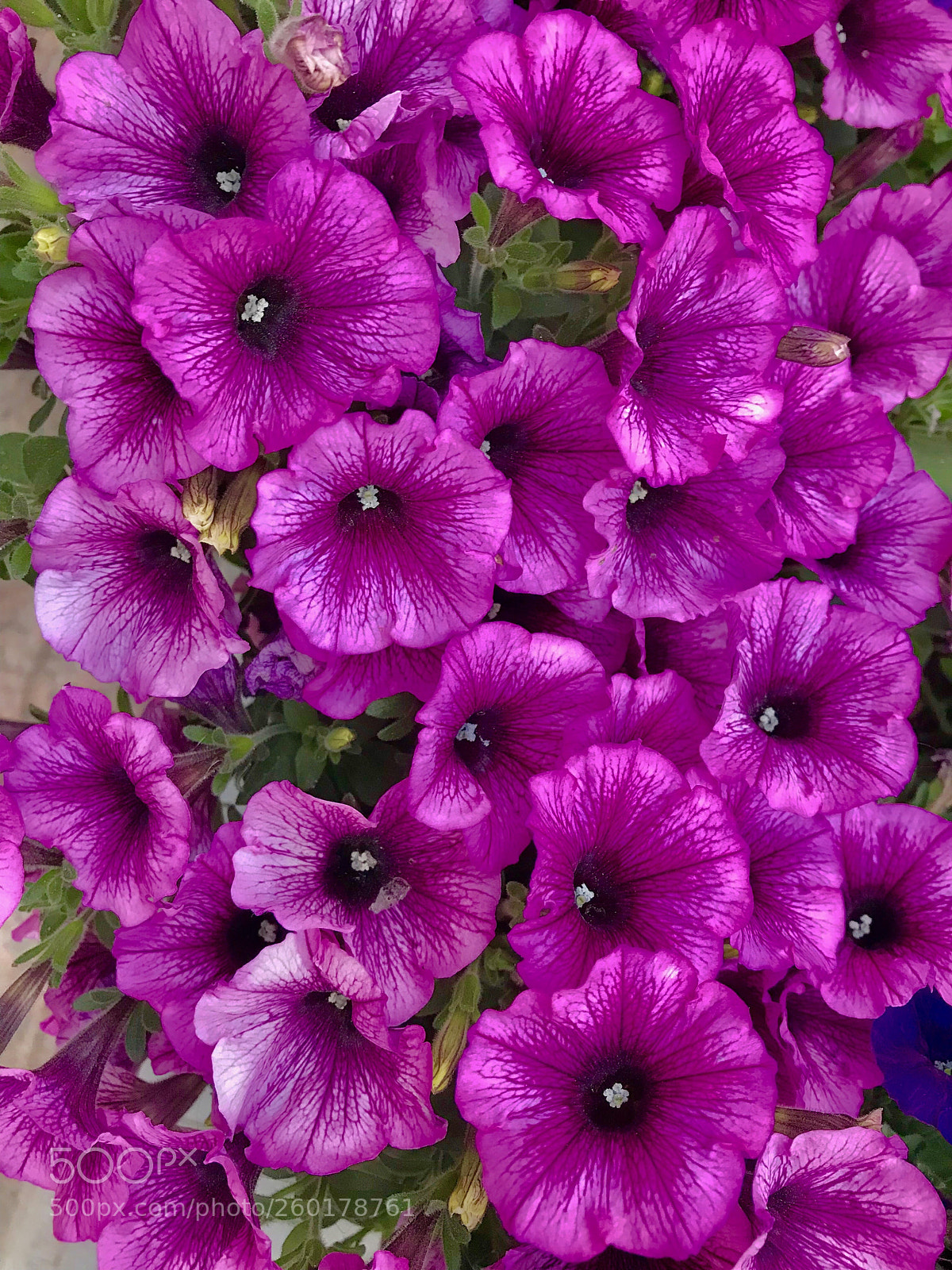 Apple iPhone 7 sample photo. Untitled photography