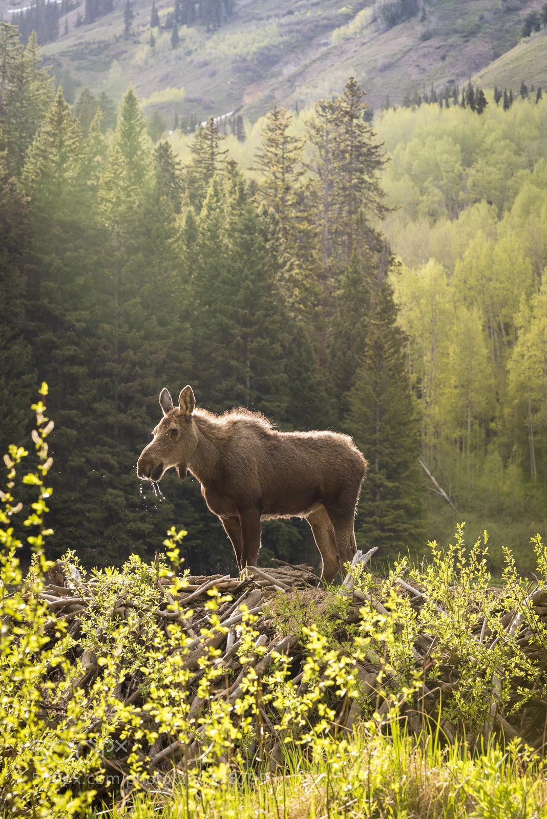Nikon D750 sample photo. Moose calf in beaver photography