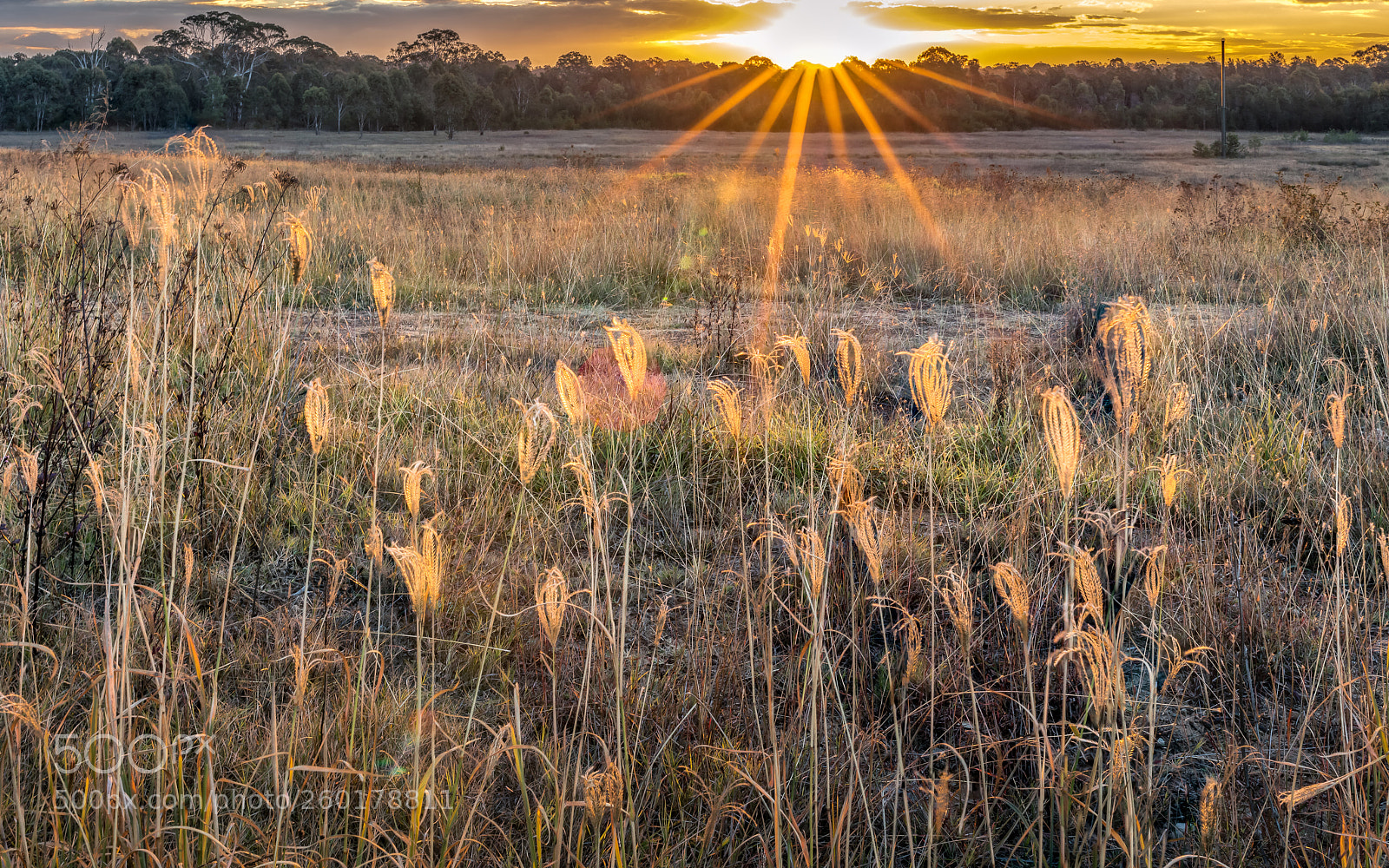 Canon EOS 5DS R sample photo. Bungarribee park photography