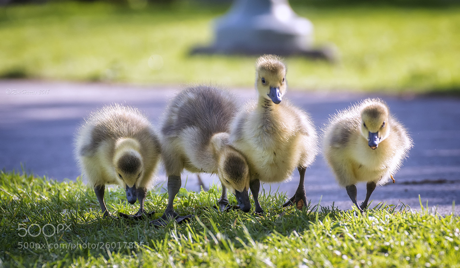 Sony ILCA-77M2 sample photo. Gangsta goslings photography